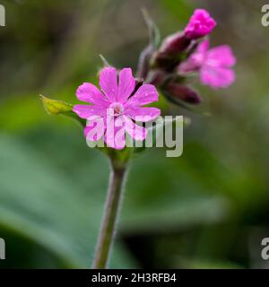 Roter Campion (Silene dioica) wächst im Frühling in Cornwall Stockfoto