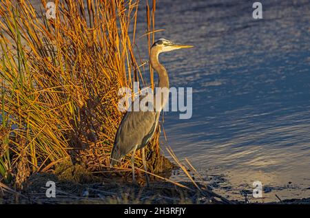 Ein Blaureiher (Ardea herodias) steht am Wasserrand in Einheit 1 im Wasservogelmanagement-Gebiet Farmington Bay, Farmington, Davis County, Utah, USA. Stockfoto