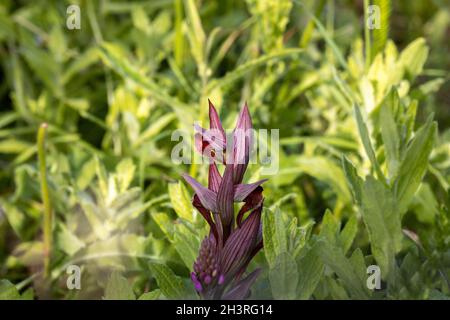 Long-lipped Tongue Orchid (Serapias vomeracea), an seinem einzigen bekannten britischen Standort in Kent, Juni 2021 Stockfoto