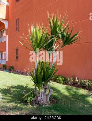 Yucca elephantipes. Yucca-Pflanzen wachsen im Freien in heißen, dürden Klimazonen. Stockfoto