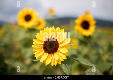 Feld der blühenden Sonnenblumen im Sommer Stockfoto