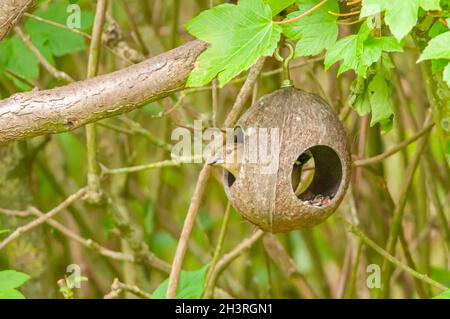 Buchfink Stockfoto