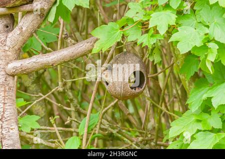 Buchfink Stockfoto