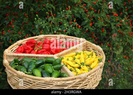 Gemischte Paprika im Korb mit Pfefferbusch im Hintergrund Stockfoto