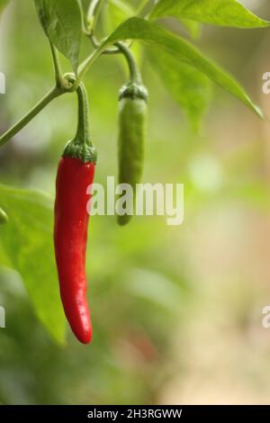 Cayenne Peppers wächst im Outdoor Garden Stockfoto