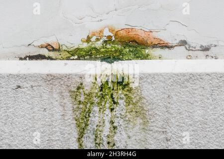 Moos- und Moldflecken an der Decke an der Wand aufgrund schlechter Belüftung und hoher Luftfeuchtigkeit. Gesundheitsschädlich. Stockfoto