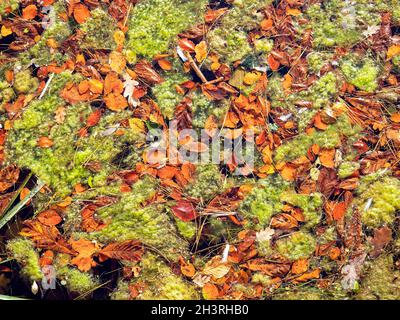 Grüne Algen und herbstliche Blätter auf einer Teichoberfläche Stockfoto