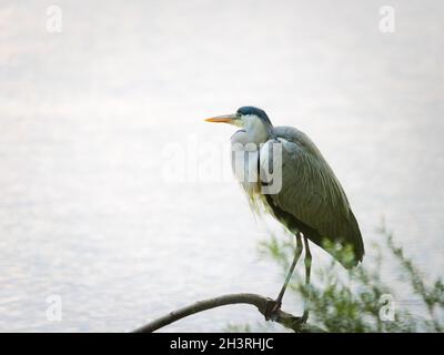 Grauer Reiher, der auf einem Ast an einem See sitzt Stockfoto