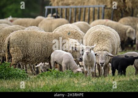 Weidende Hausschafe (Ovis gmelini aries). Stockfoto