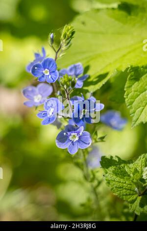 Germander Speedwell (Veronica chamaedrys) wächst im Frühling in Sussex Stockfoto