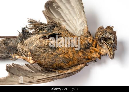 Tote Amsel auf weißem Grund mit Schatten Stockfoto