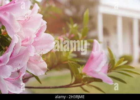 Azalea Blumen mit historischem Herrenhaus im Hintergrund, seichter Freiheitsgrad, Fokus auf Blumen Stockfoto