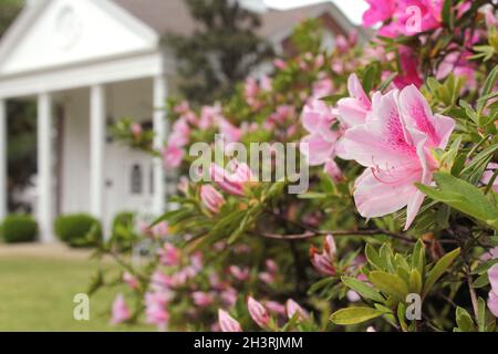 Azalea Blumen mit historischem Herrenhaus im Hintergrund, seichter Freiheitsgrad, Fokus auf Blumen Stockfoto