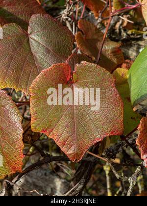 Ein braun gefärbtes Herbstblatt der purpurroten Glory Rebe - Vitis coignetiae Stockfoto