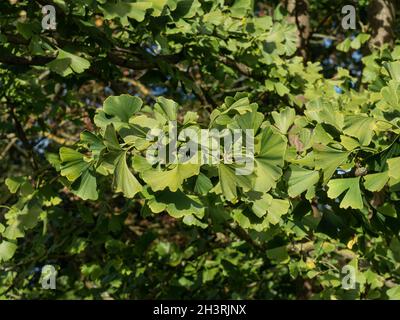 Die ungewöhnlichen fächerförmigen Blätter des Maidenhair-Baumes Ginkgo biloba Stockfoto