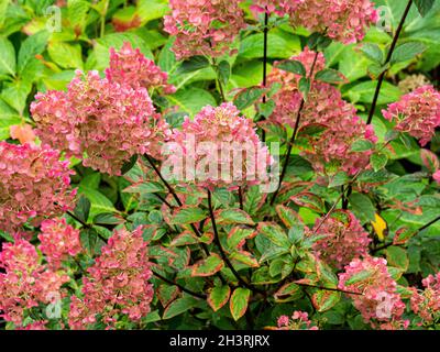 Die rosa gefärbten Blüten der Hydrangea paniculata Sundae Fraise Stockfoto