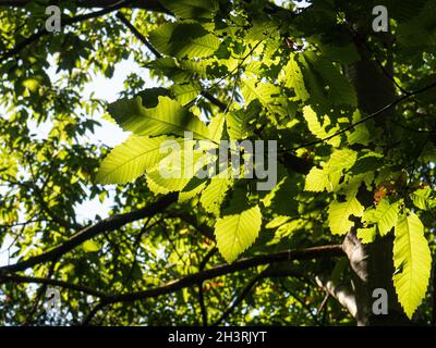 Sonnenlicht, das durch frische grüne Edelkastanienmuster aus Licht und Schatten strahlt Stockfoto