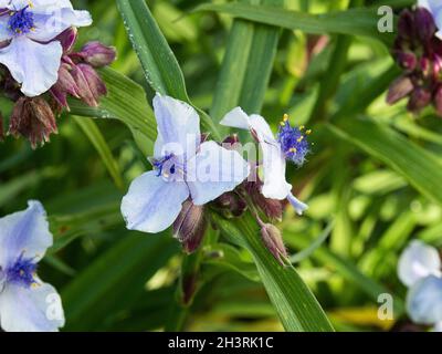 Eine einzelne Gruppe dunkel zentrierter blassblauer Blüten von Tradescantia x andersonia 'Osprey' Stockfoto