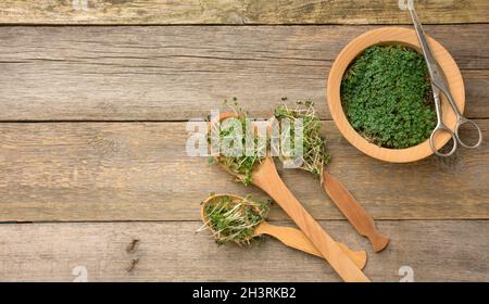 Grüne Sprossen aus Chia, Rucola und Senf in einem Holzlöffel auf grauem Hintergrund aus alten grauen Brettern, Draufsicht. Nützliches Zubehörsatz Stockfoto