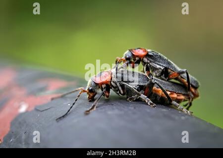 Gewöhnlicher Weichkäfer (Cantharis fusca). Stockfoto