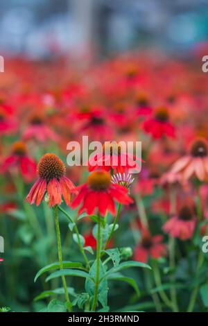 Echinacea blühende Rotkeilblume für Insekten- und bienenfreundlichen Garten Stockfoto