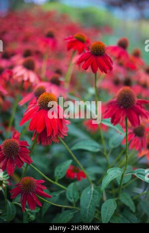 Echinacea blühende Rotkeilblume für Insekten- und bienenfreundlichen Garten Stockfoto