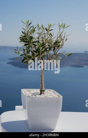 Griechischer Olivenbaum in einem weißen Topf mit dem Meer im Hintergrund aufgenommen auf der Insel Santorini Stockfoto