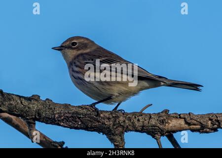 Ich fotografierte diesen Palmsänger, wie er auf seiner Herbstmigration durch Central Door County Wisconsin war. Stockfoto