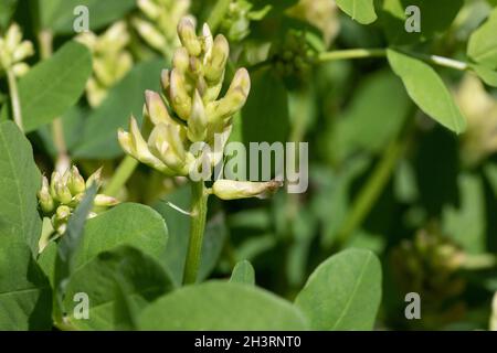 Wildes Lakritz (Astragalus glycyphyllos) im Ranch Farm Reserve in Kent Stockfoto