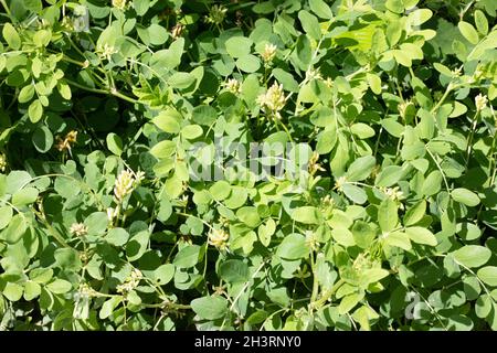 Wildes Lakritz (Astragalus glycyphyllos) im Ranch Farm Reserve in Kent Stockfoto