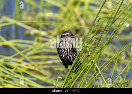 Die RotflügelAmsel (Agelaius phoeniceus) Weibchen sammeln Insekten für Jungen Stockfoto