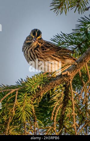Ich fotografierte diesen Palmsänger, wie er auf seiner Herbstmigration durch Central Door County Wisconsin war. Stockfoto