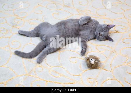 Eine britische Kurzhaarkatze, die schlief, breitete sich auf einem klassisch gemusterten Wollteppich aus. Katze ist es leid zu spielen, er schläft und hat ein Spielzeug mit sich. Stockfoto