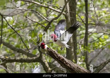 Rotkopfspecht, Vögel im Frühjahr im Park während der Brut Stockfoto