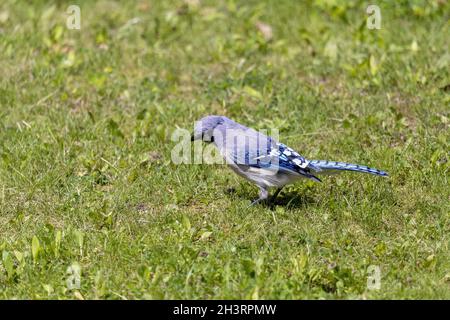 Der Blaue jay auf einer Wiese auf der Suche nach Nahrung Stockfoto