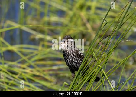 Die RotflügelAmsel (Agelaius phoeniceus) Weibchen sammeln Insekten für Jungen Stockfoto