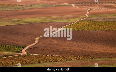 Luftaufnahme der Landschaft von Weinbergfeldern mit Feldweg in Castilla La Mancha, Spanien Stockfoto