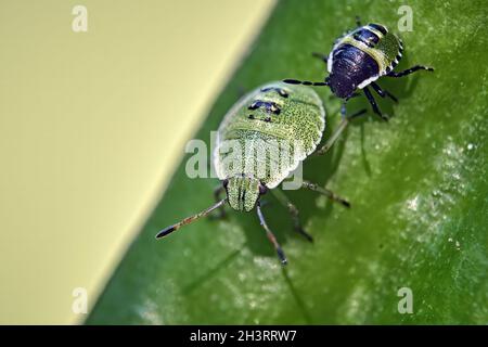Nymphen von Grünstank (Palomena prasina). Stockfoto