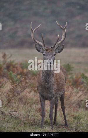 Junger Rotwildbock. Stockfoto