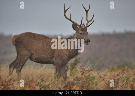 Junger Rotwildbock. Stockfoto