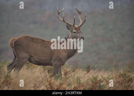 Junger Rotwildbock. Stockfoto