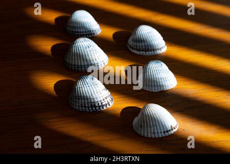 Muscheln Reihen sich auf Lichtstrahlen. Stockfoto