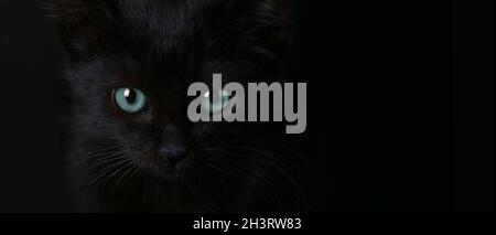 Nahaufnahme Porträt einer schwarzen Halloween-Katze mit blauen Yeys, Panorama-Layout mit Platz für Text Stockfoto