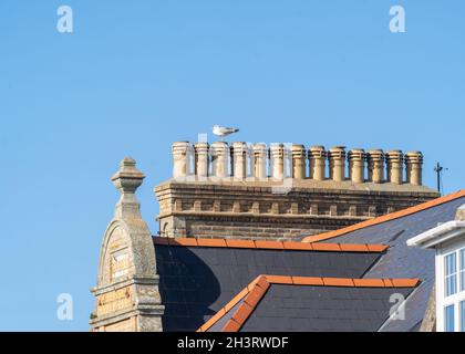 Wilder Möwenvogelvögel saß auf einer wunderschönen alten Gruppe von identischen Kamintöpfen aus der viktorianischen Zeit. Große Gruppe Cluster von Kohle Holz Kamin Tops Stockfoto