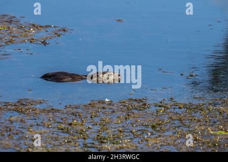 Die Bisamratte (Ondatra zibethicus), Nagetier aus Nordamerika. Stockfoto