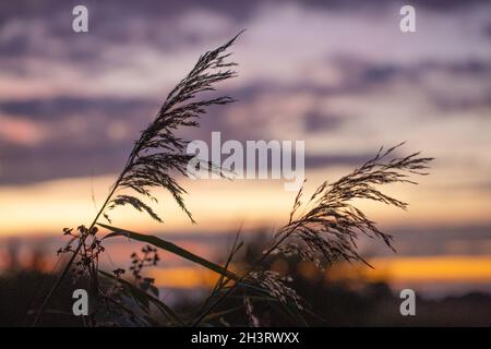 Herbstlicher Sonnenuntergang. Schilf (Phragmites communis) in der nahen Silhouette, Rispen, weht in einer Brise. Gesehen gegen einen Abendhimmel. Oktober. River Bure, Acle. Stockfoto