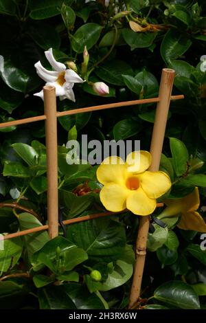 Mandevilla sanderi Stockfoto