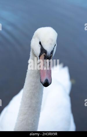 Stummer Schwan (Cygnus olor). Unreif, erster Wintervogel. Nahaufnahme des Kopfes und Schnabel oder Schnabel, immer noch die volle Farbe, die auf einem Erwachsenen gesehen werden. Stockfoto