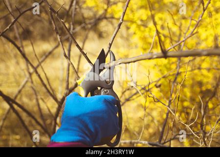 Gärtner Hand schneiden Bäume mit Beschneidung Scheren auf Natur Herbst. Stockfoto