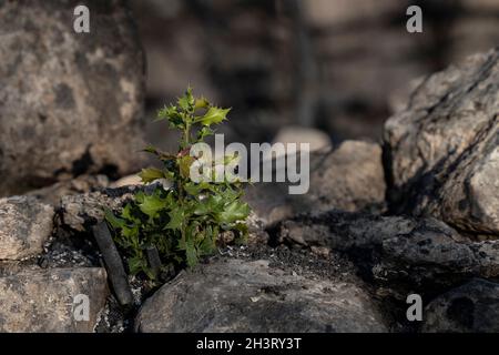 Ein Eichensämling, der auf einer alten Steinmauer nach einem Waldbrand in den Judäa-Bergen in der Nähe von Jerusalem, Israel, wächst. Stockfoto